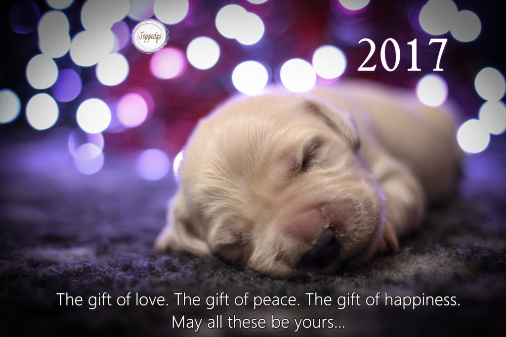 Golden Retriever Welpe 2017