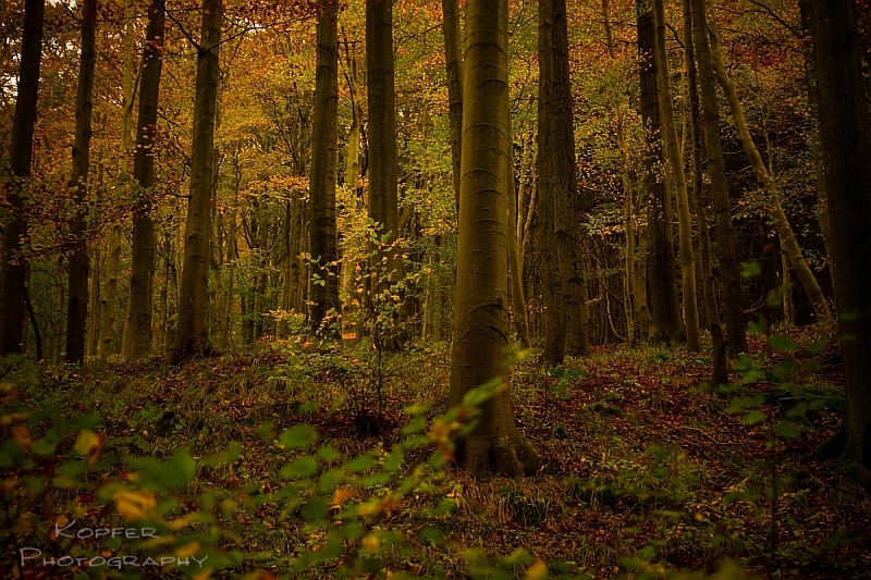 Laubwald Harz Herbst