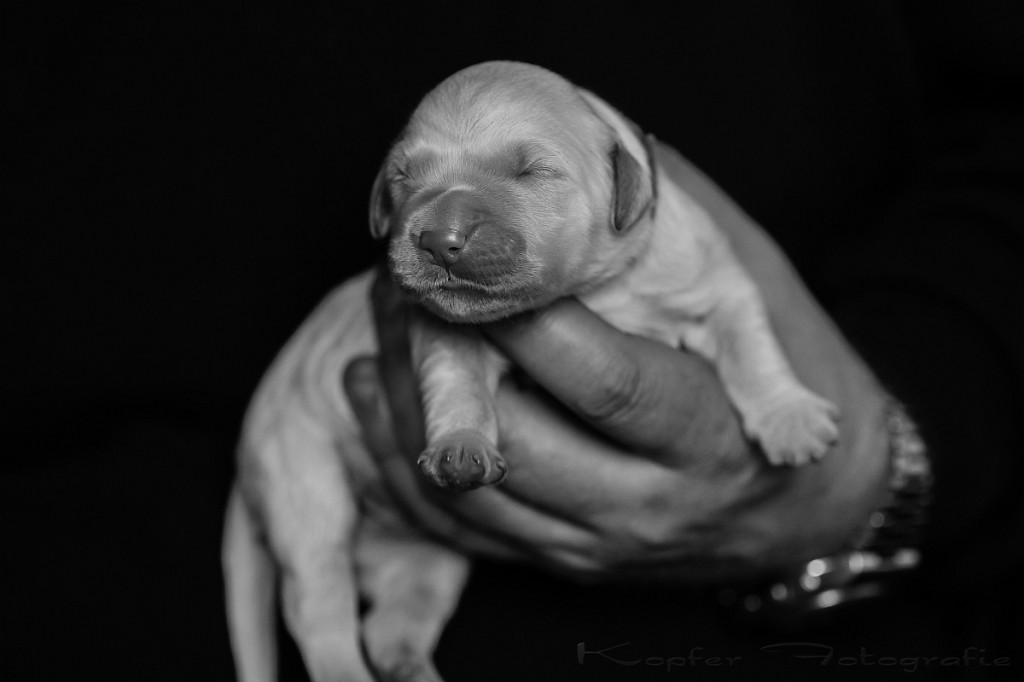01_welpen_nanna