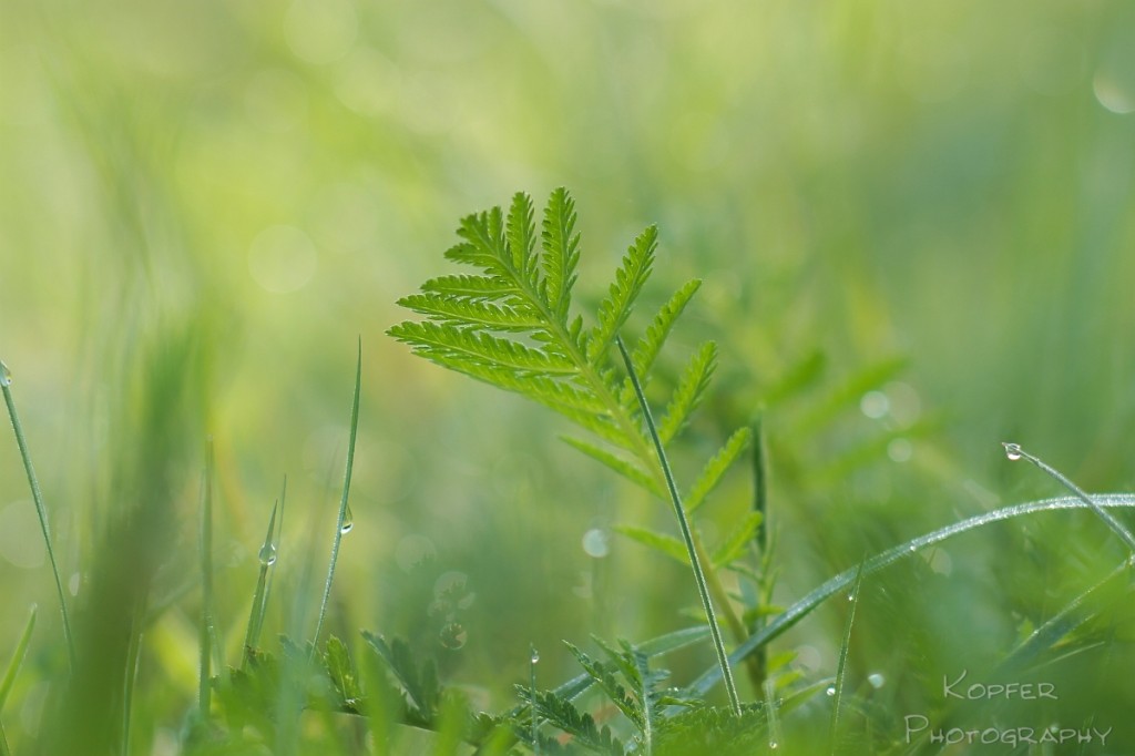 Wiesenfoto Pentacon