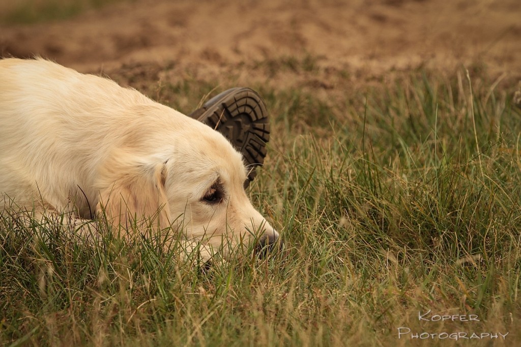 Golden Retriever Hündin 4 Monate