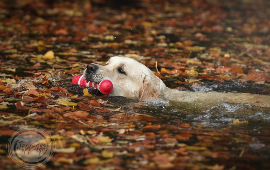 Golden Retriever schwimmt