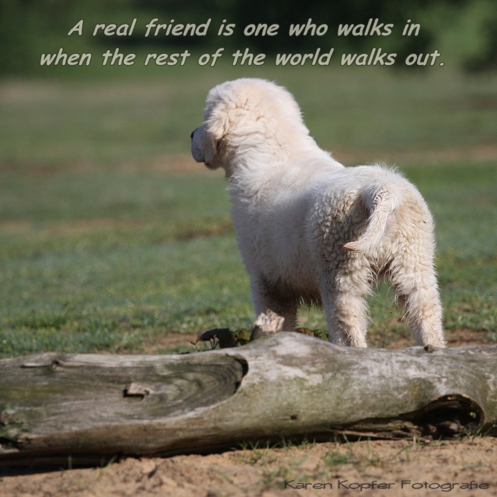 A true friend is the dog