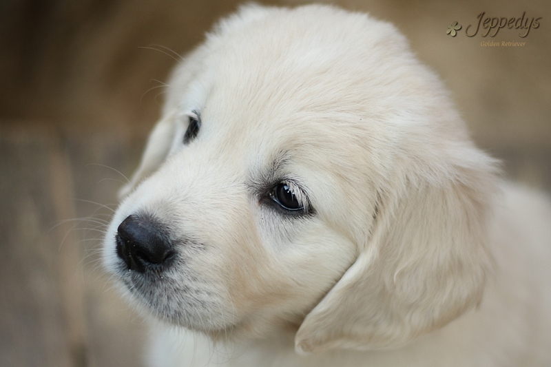 Golden Retriever Welpe vor der Abgabe