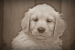 Welpe Golden Retriever