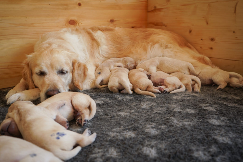 Golden Retriever Welpen aktuell