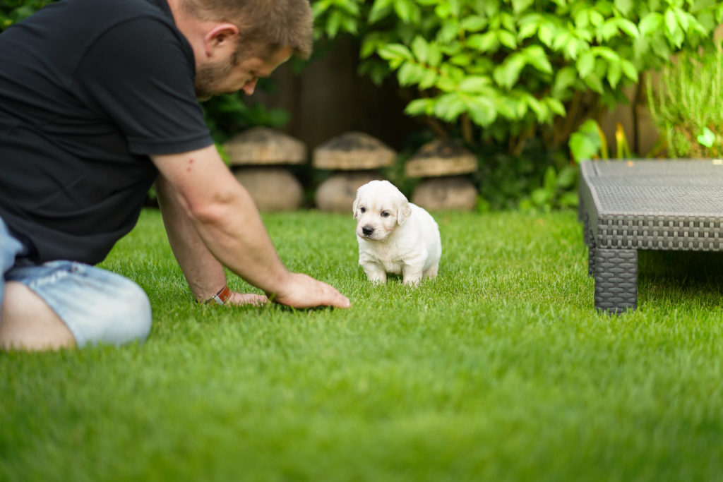 Golden Retriever Welpe im Garten