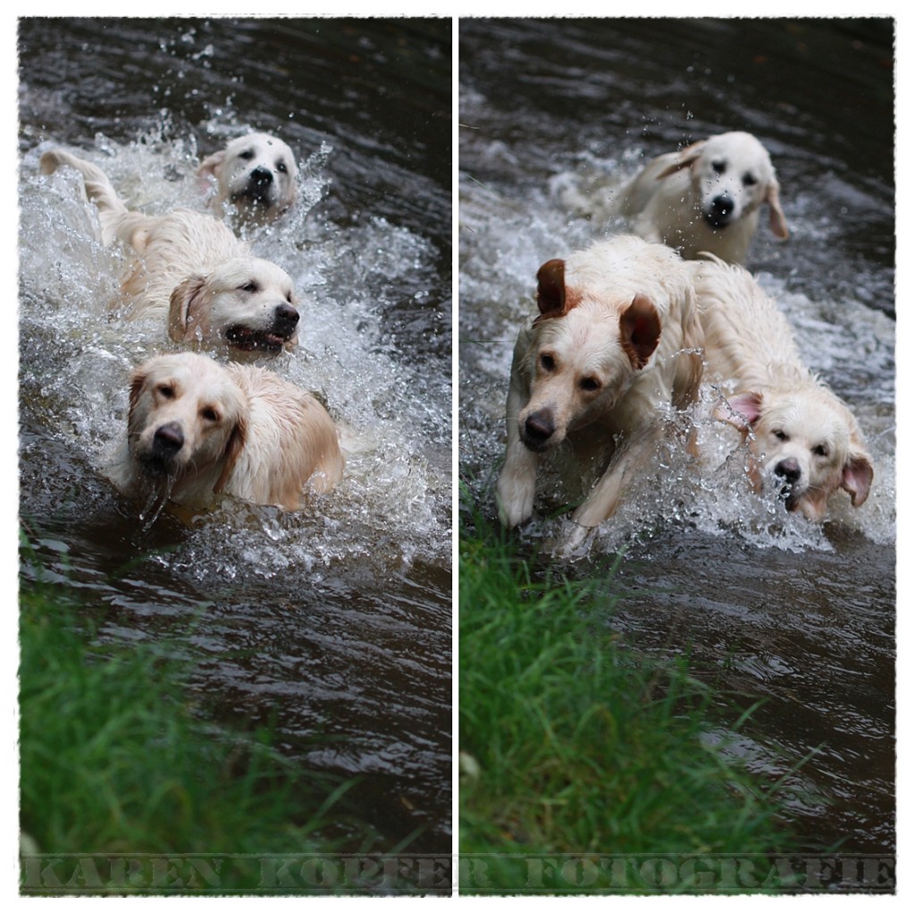 Golden Retriever haben Spaß im Wasser