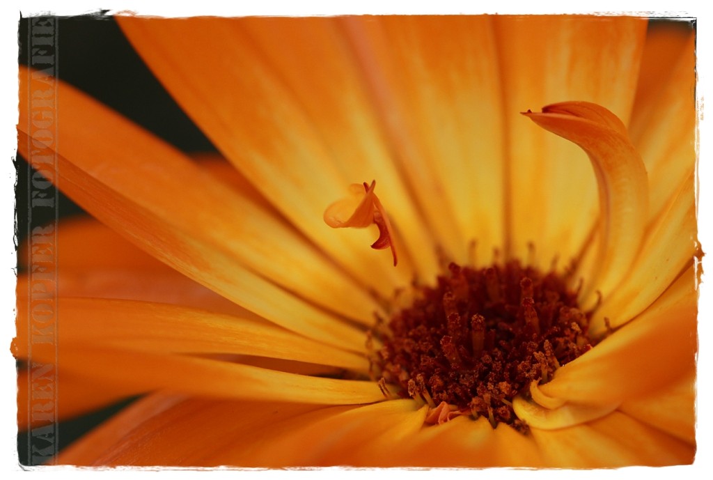 Blumenfotografie Schöne Blume in Orange