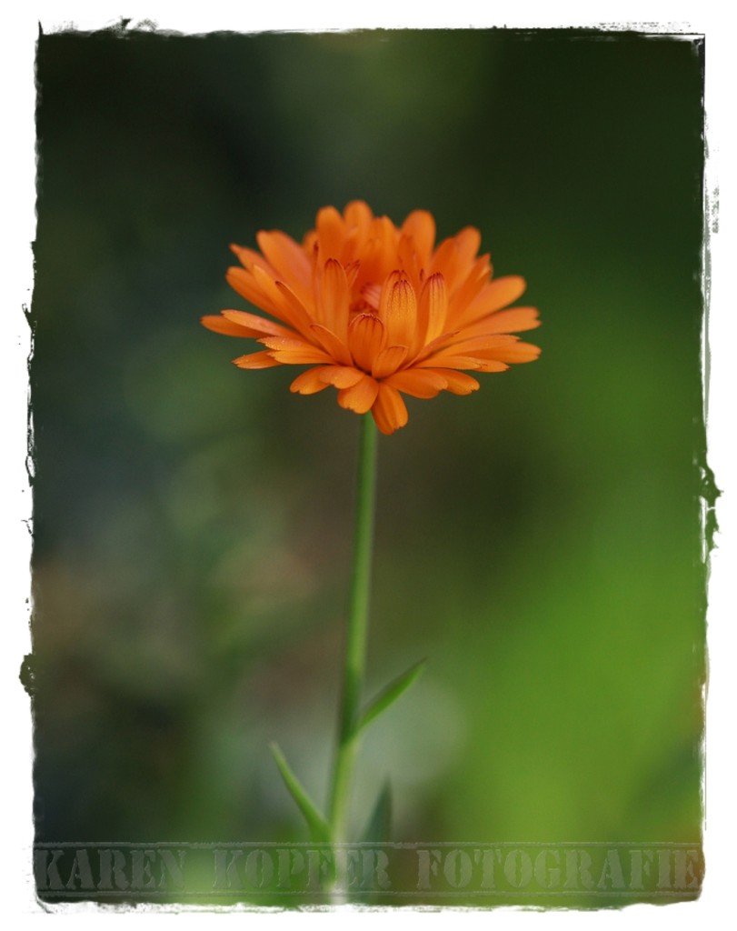 Blumenfotografie orange