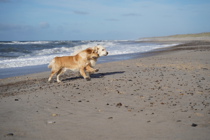 01_Jeppedys Golden Retriever on tour