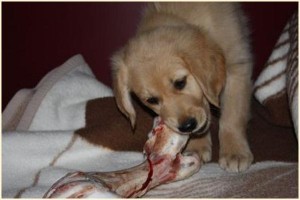 Fleischknochen für Hunde