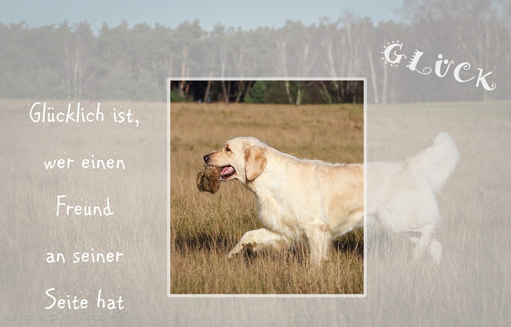 Glücklich mit Hunden