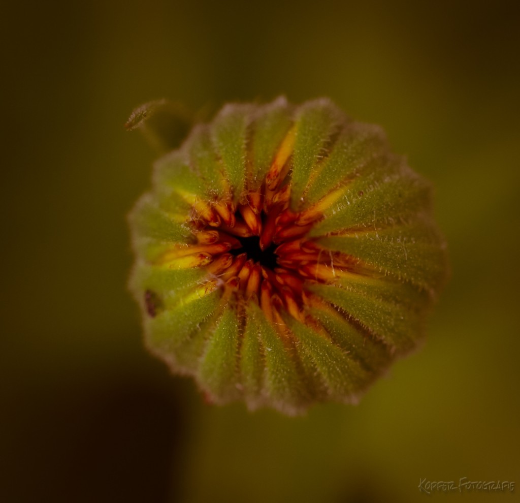 Sommerblume von oben fotografiert