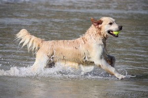 Golden Retriever am Wasser