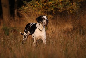 Hundefotografie Doggen