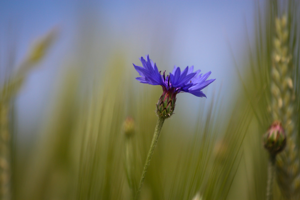 Mohnblume