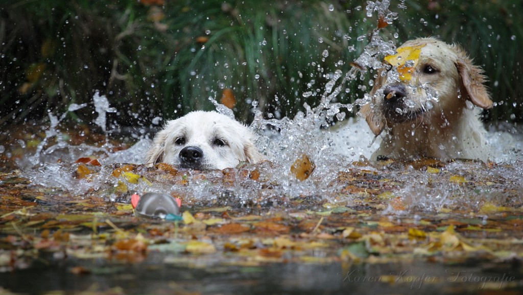 Wasserspaß mit Golden Retrievern
