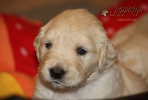 Golden Retriever Welpen dritte Woche