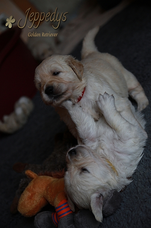 Golden Retriever Welpen vierte Lebenswoche