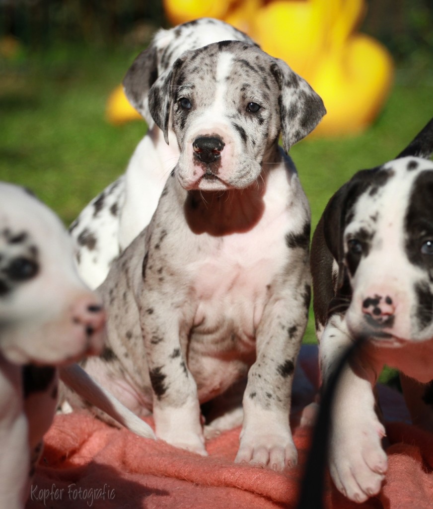 Welpenfotografie Deutsche Dogge