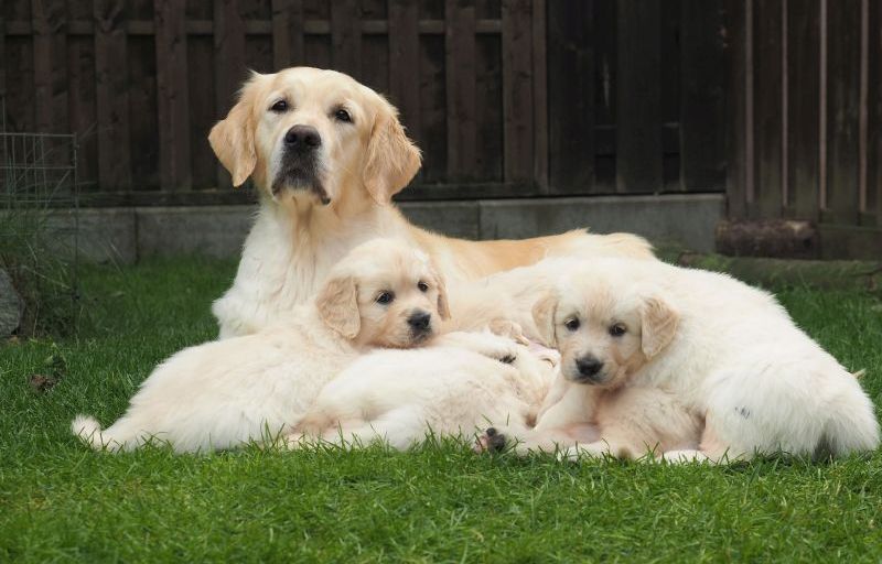 Auszug Golden Retriever F Wurf