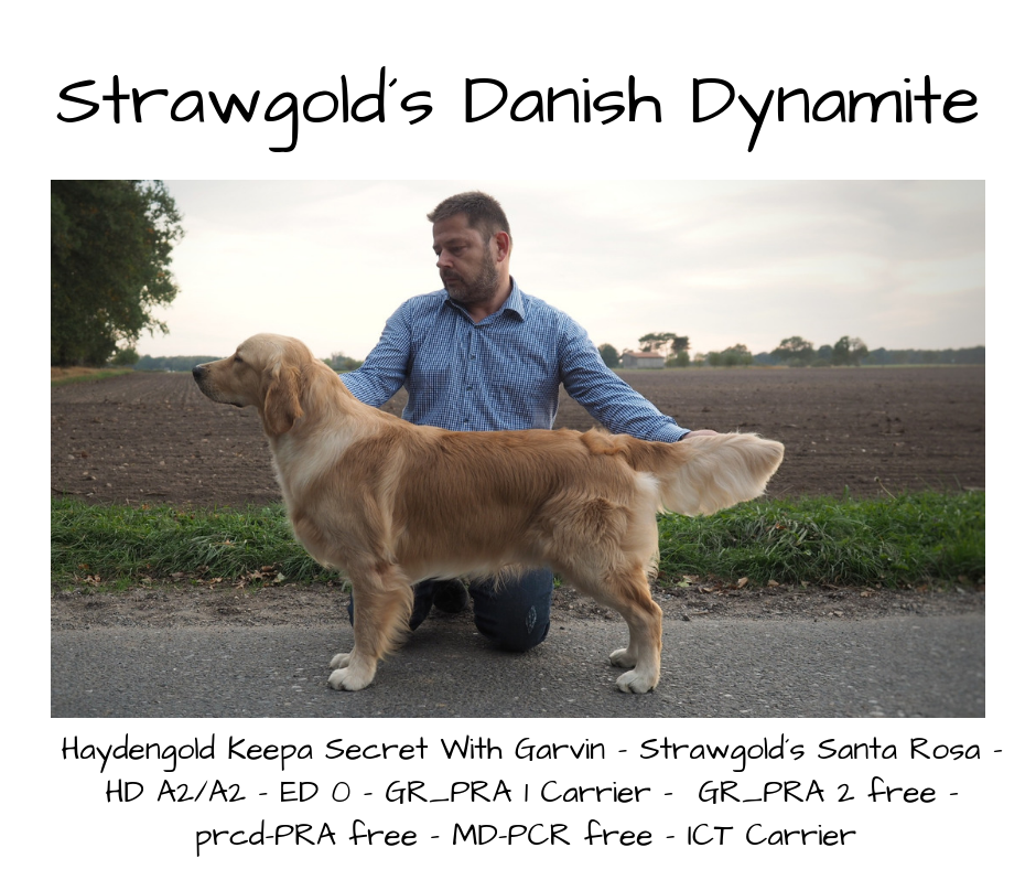 Strawgold´s Danish Dynamite