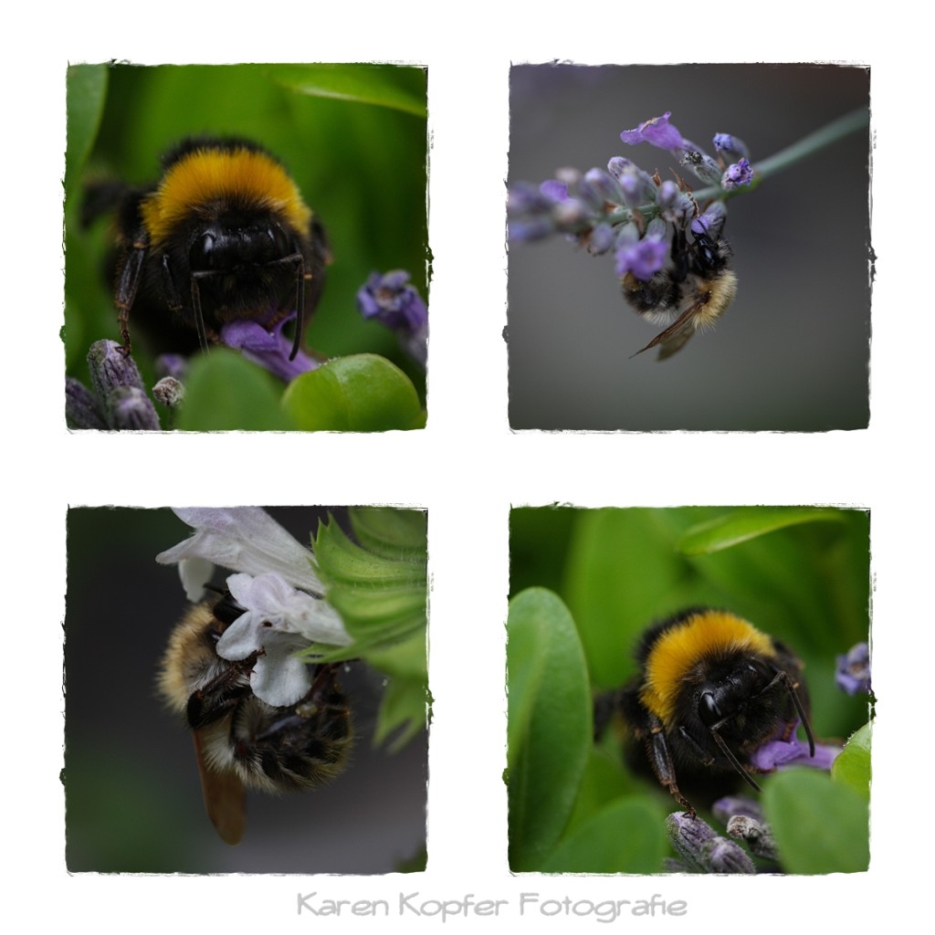 bumble bees