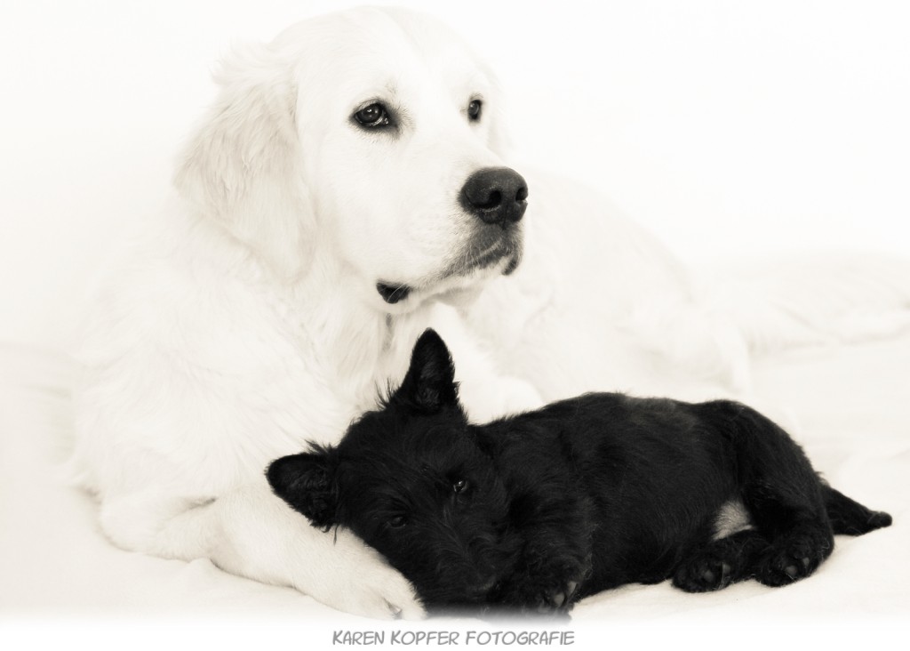 Golden Retriever und Scottish Terrier