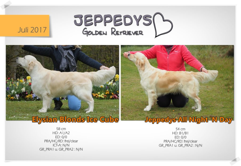 Golden Retriever Wurf beim Züchter erwartet