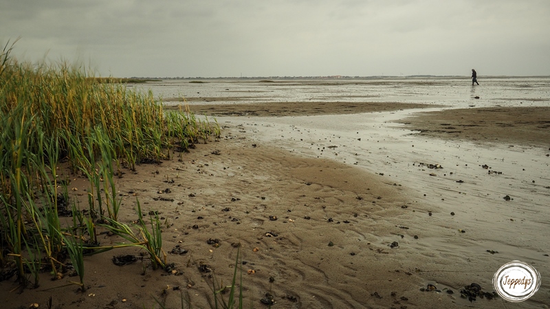 Fanø Austern suchen im Wattenmeer