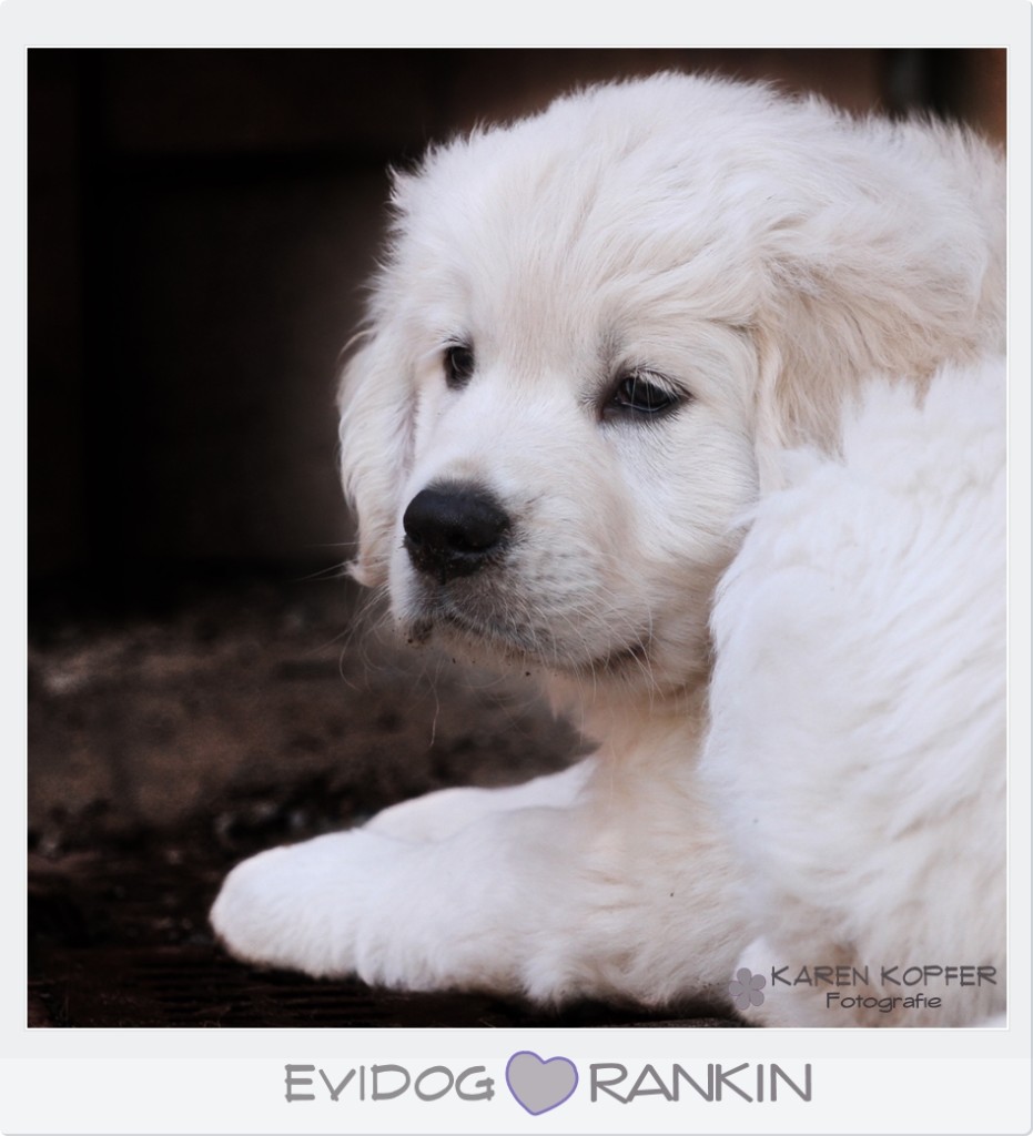 Golden Retriever Welpenfoto