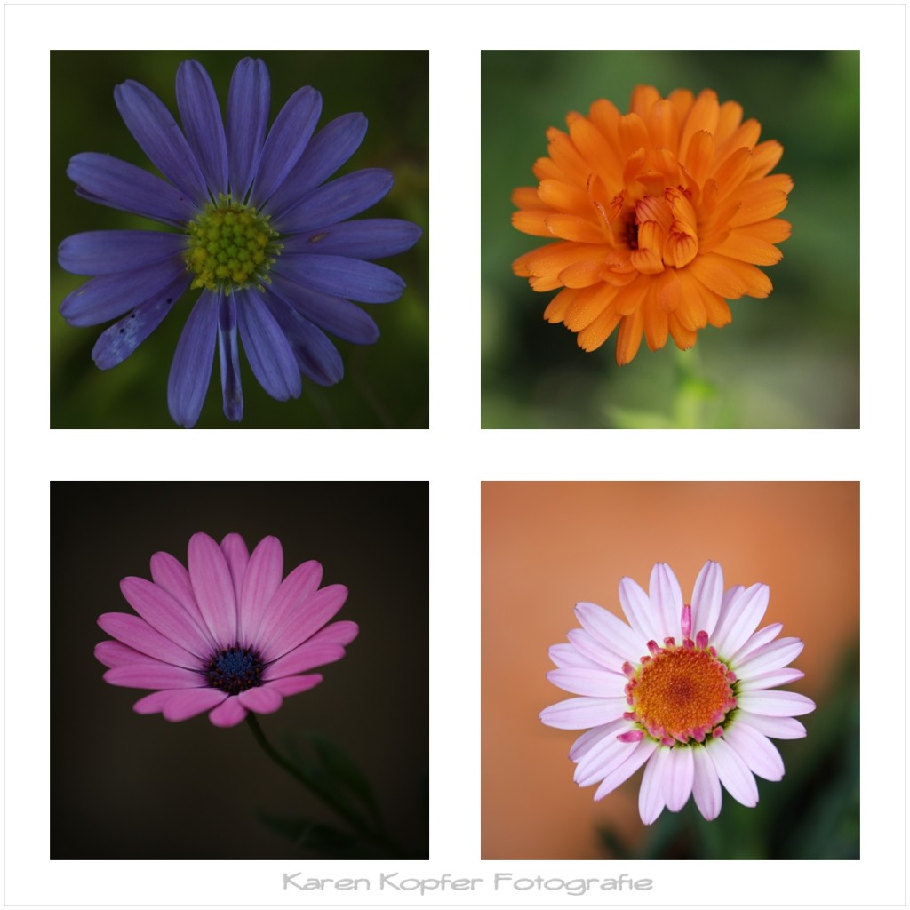 flower-power