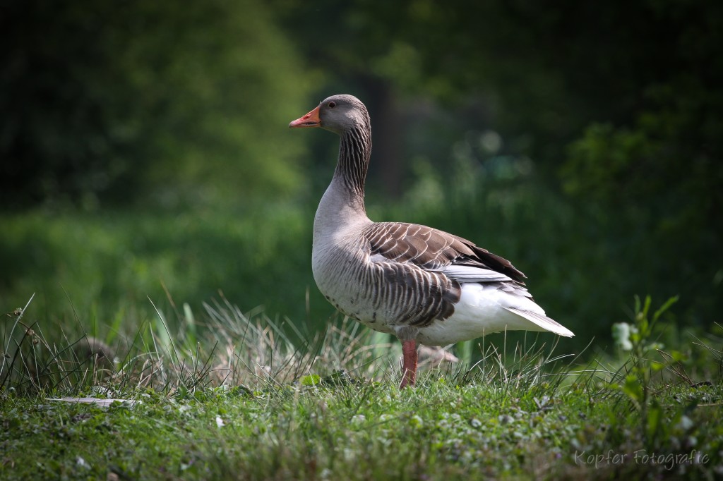 fotoblog-ente-im-gras