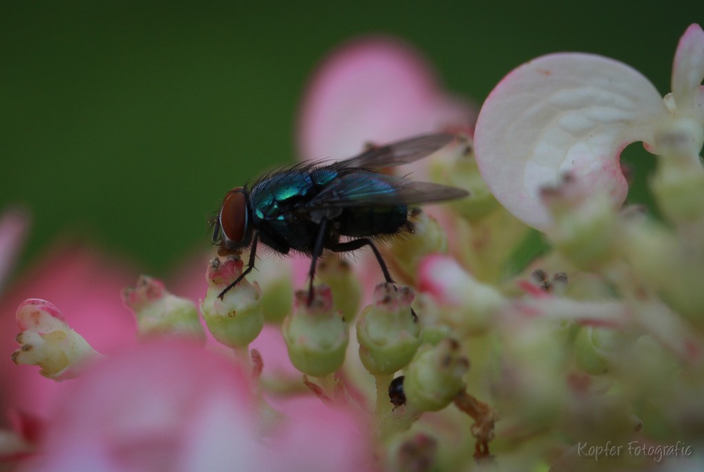 fotoblog-fliege-auf-blüte