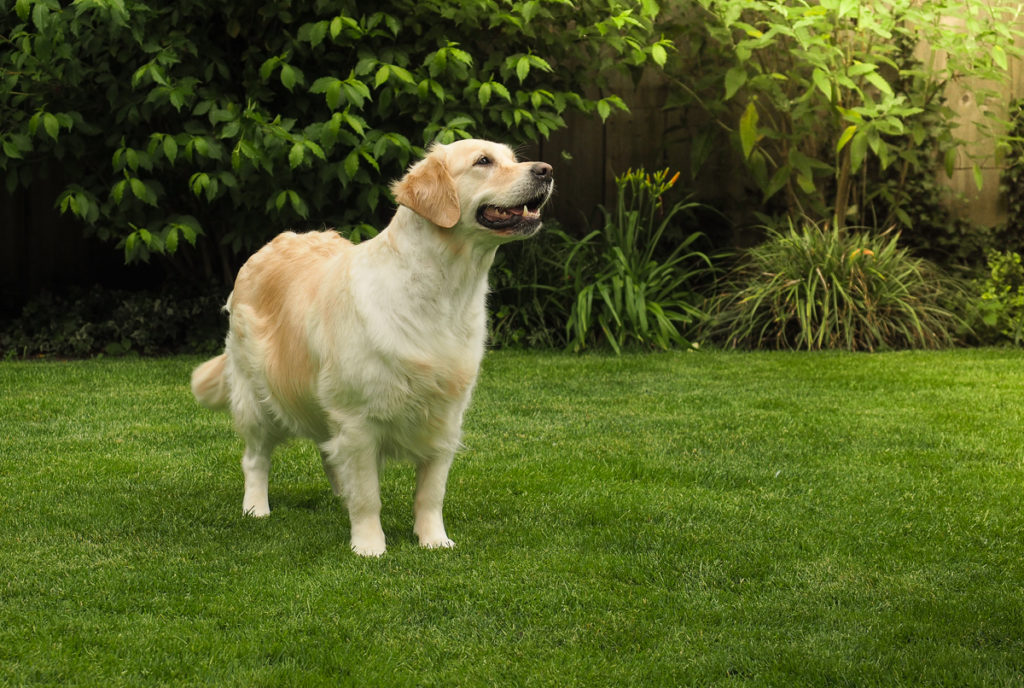 Golden Retriever Hündin Babybauch