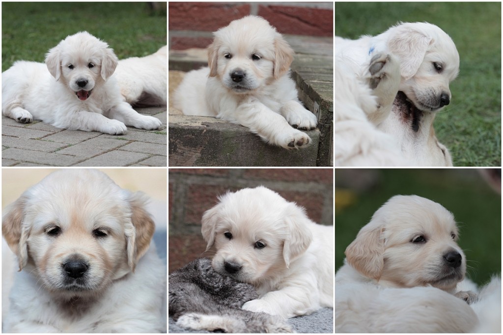 golden_retriever_sechste_woche