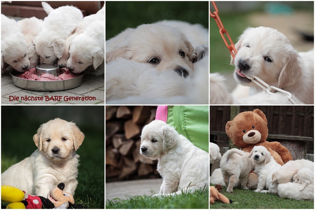 golden_retriever_woche_sechs