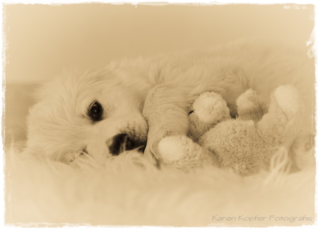 Golden Retriever Welpe mit Teddy