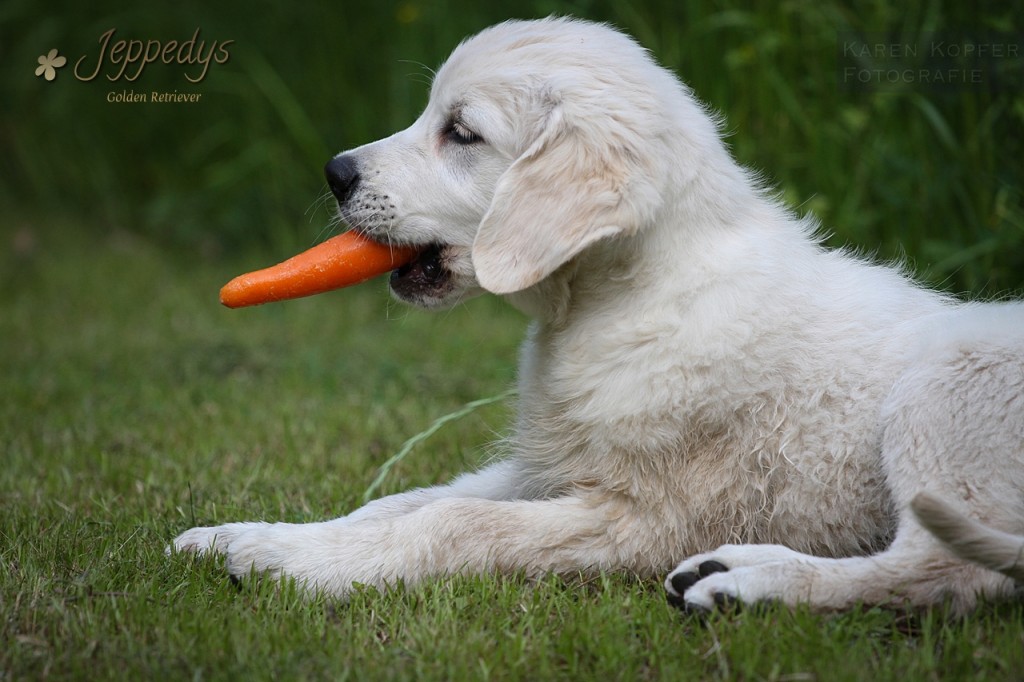 hunde und möhren