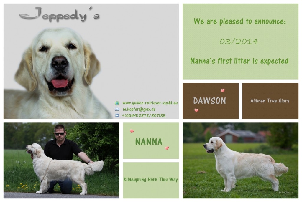 Welpenerwartung Golden Retriever