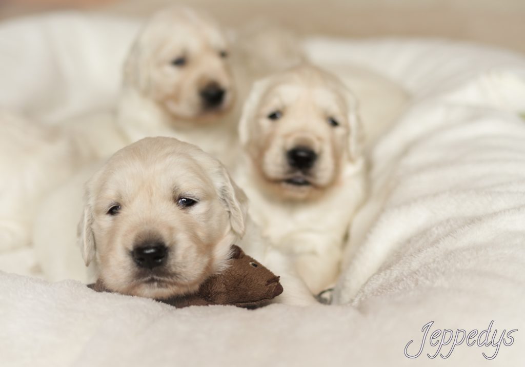 Golden Retriever Welpen
