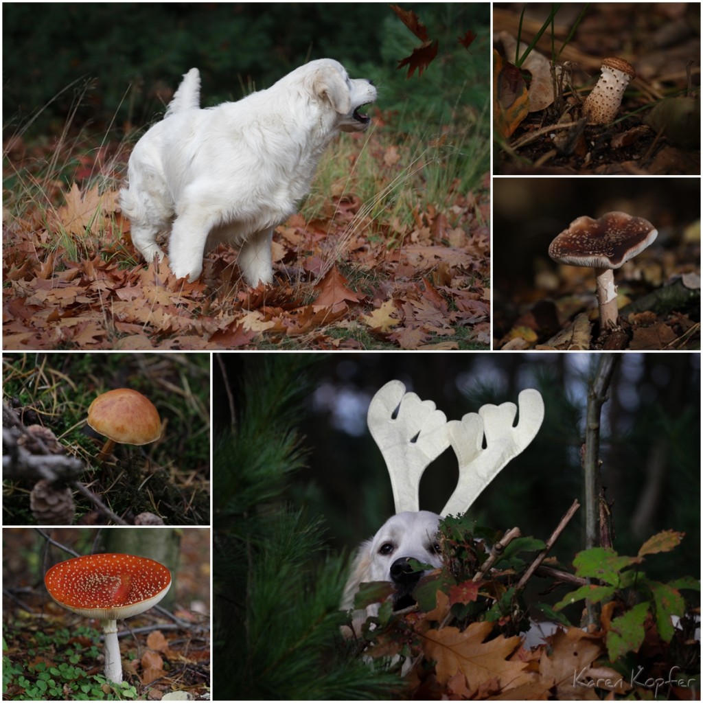 Spaß mit Goldies im Wald