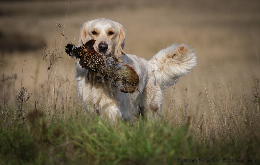 Golden Retriever apportiert Dummy