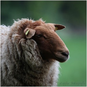 Braunes Schaf