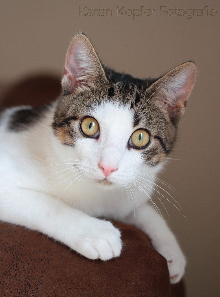 tierfotografie-kater