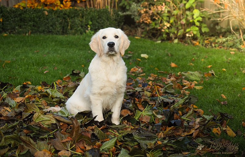 Golden Retriever Junghündin