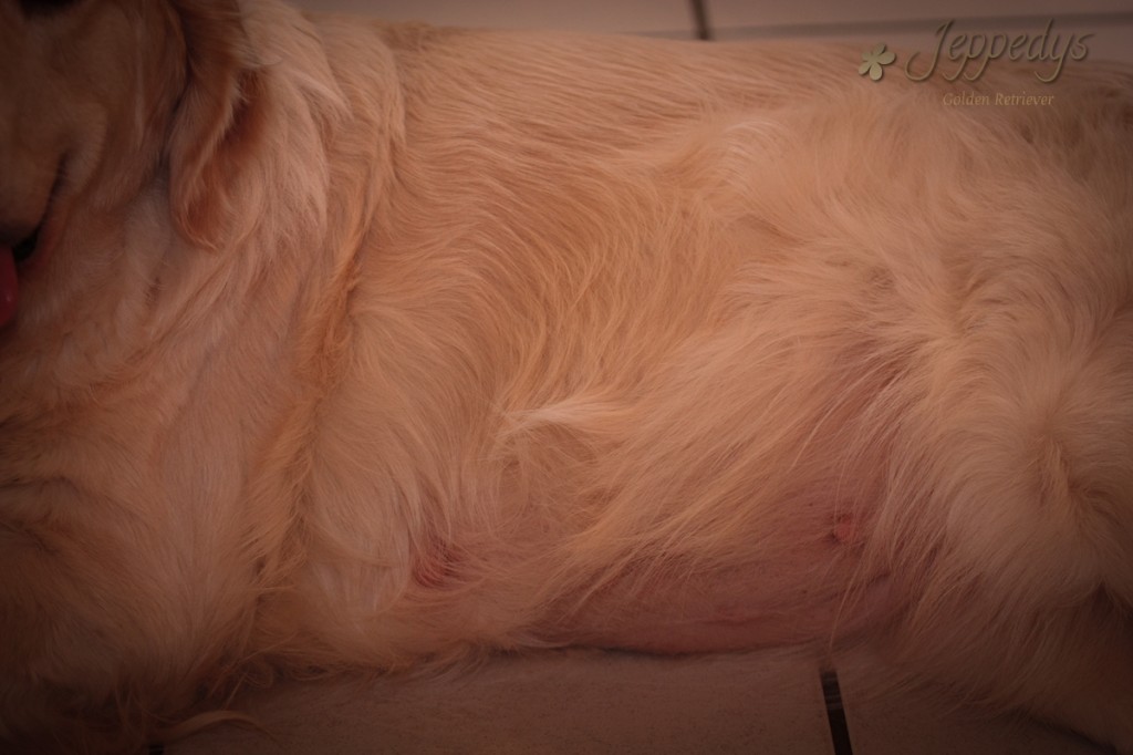 trächtige_golden_retriever_hündin