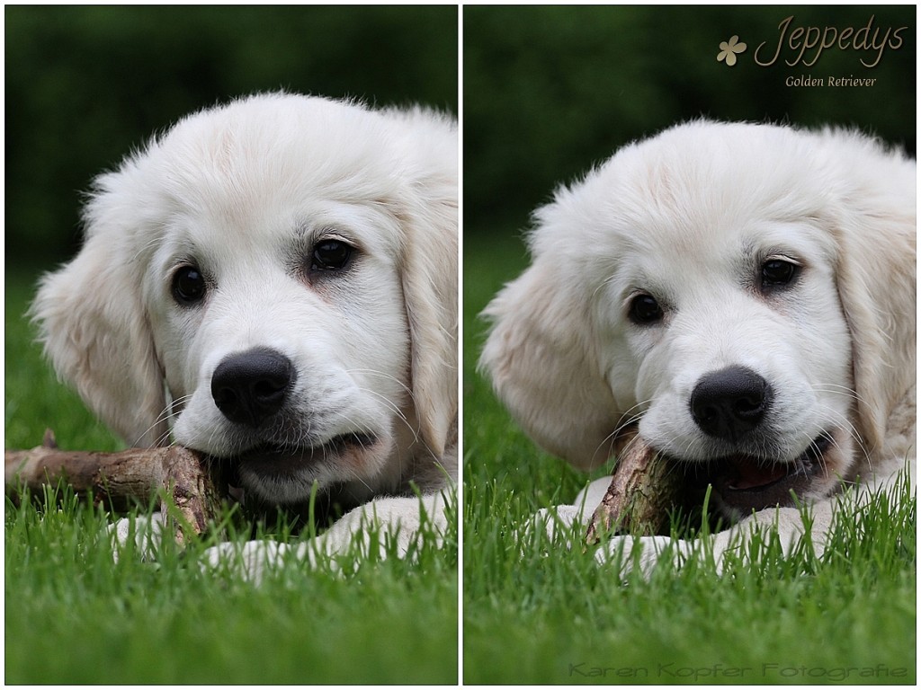 Golden Retriever Welpe mit Stöckchen