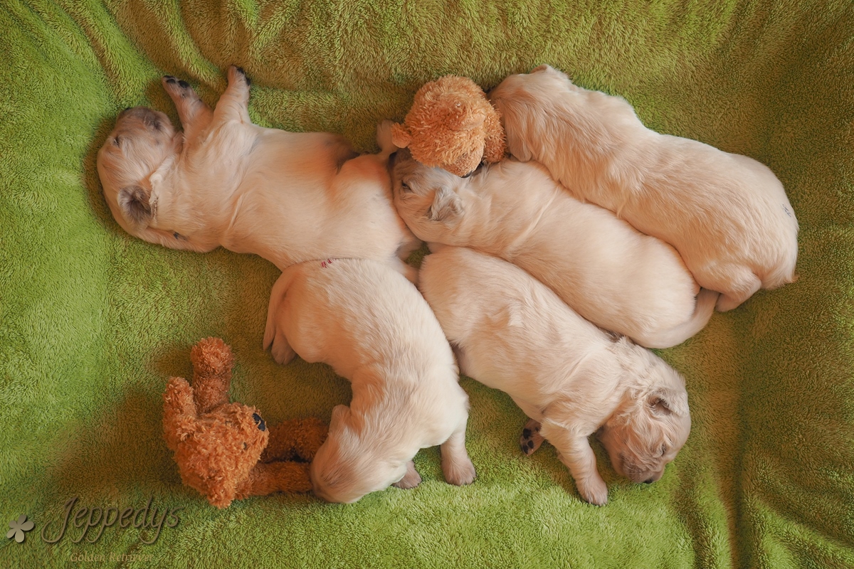Golden Retriever E Wurf Übersicht